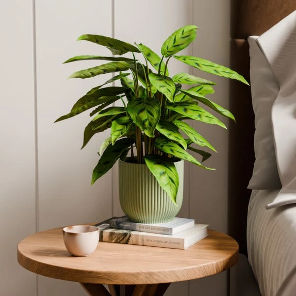 Calathea Leopardina House Plant In Elho Vibes Pot 11 Calathea Leopardina House Plant In Elho Vibes Pot - Image 9