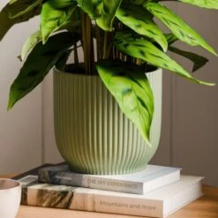 Calathea Leopardina House Plant In Elho Vibes Pot 28 Calathea Leopardina House Plant In Elho Vibes Pot -Home Luxe Studio 30963640 alt02