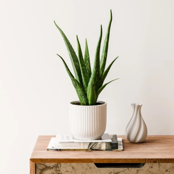 Aloe Vera House Plant In Elho Vibes Pot 7 Aloe Vera House Plant In Elho Vibes Pot - Image 5