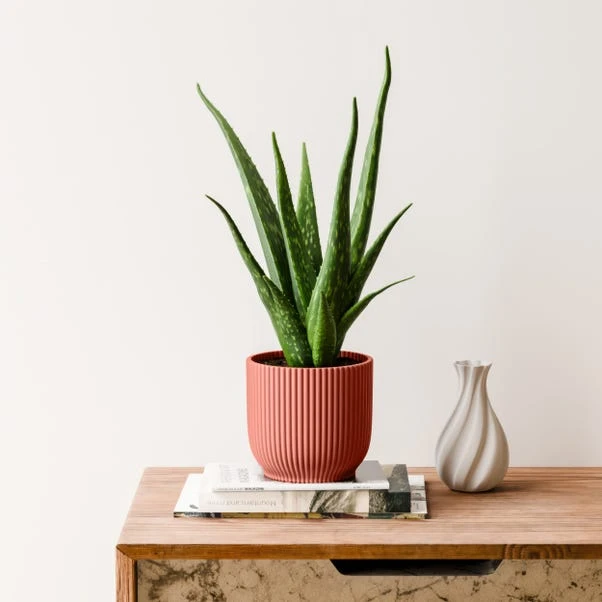 Aloe Vera House Plant In Elho Vibes Pot 15 Aloe Vera House Plant In Elho Vibes Pot - Image 13