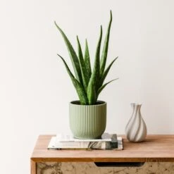 Aloe Vera House Plant In Elho Vibes Pot 26 Aloe Vera House Plant In Elho Vibes Pot -Home Luxe Studio 30963674