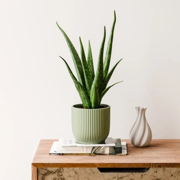 Aloe Vera House Plant In Elho Vibes Pot 11 Aloe Vera House Plant In Elho Vibes Pot - Image 9