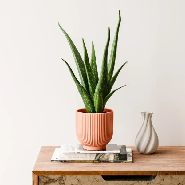 Aloe Vera House Plant In Ribbed Ceramic Pot 15 Aloe Vera House Plant In Ribbed Ceramic Pot - Image 13