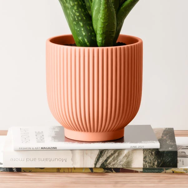 Aloe Vera House Plant In Ribbed Ceramic Pot 17 Aloe Vera House Plant In Ribbed Ceramic Pot - Image 15