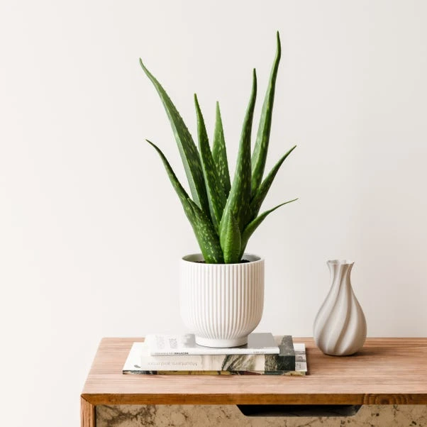 Aloe Vera House Plant In Ribbed Ceramic Pot 11 Aloe Vera House Plant In Ribbed Ceramic Pot - Image 9