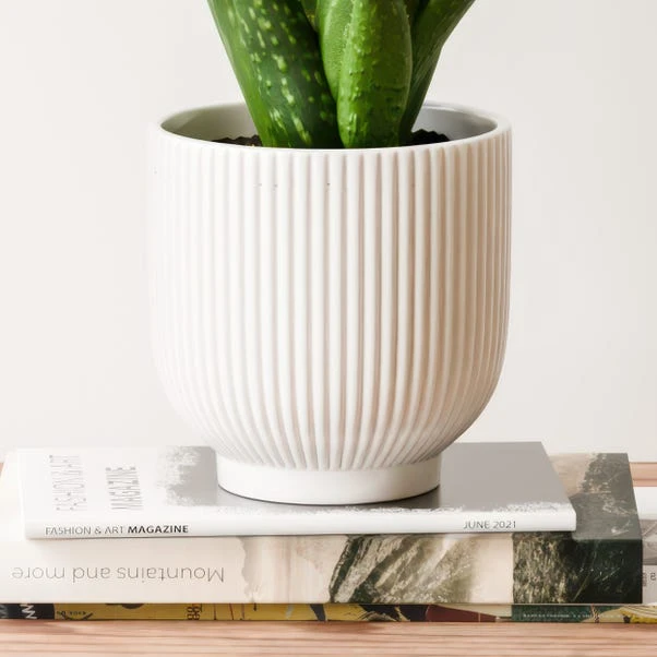 Aloe Vera House Plant In Ribbed Ceramic Pot 13 Aloe Vera House Plant In Ribbed Ceramic Pot - Image 11