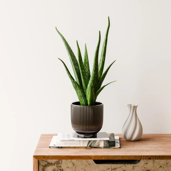 Aloe Vera House Plant In Ribbed Ceramic Pot 7 Aloe Vera House Plant In Ribbed Ceramic Pot - Image 5