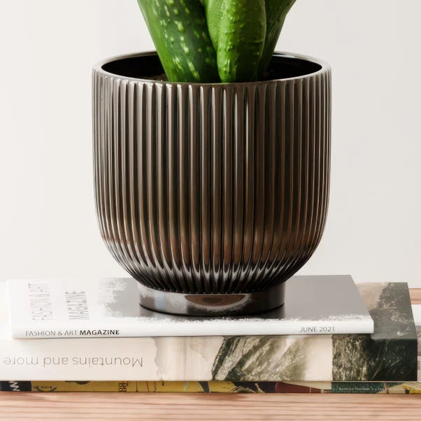 Aloe Vera House Plant In Ribbed Ceramic Pot 9 Aloe Vera House Plant In Ribbed Ceramic Pot - Image 7