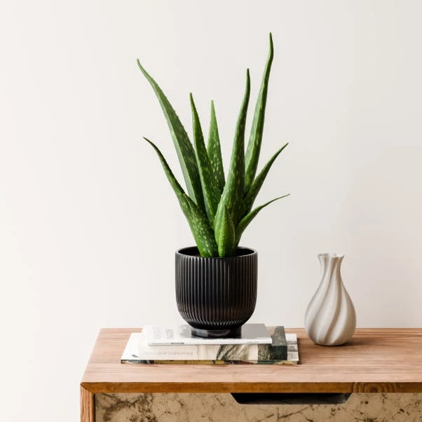 Aloe Vera House Plant In Ribbed Ceramic Pot 3 Aloe Vera House Plant In Ribbed Ceramic Pot