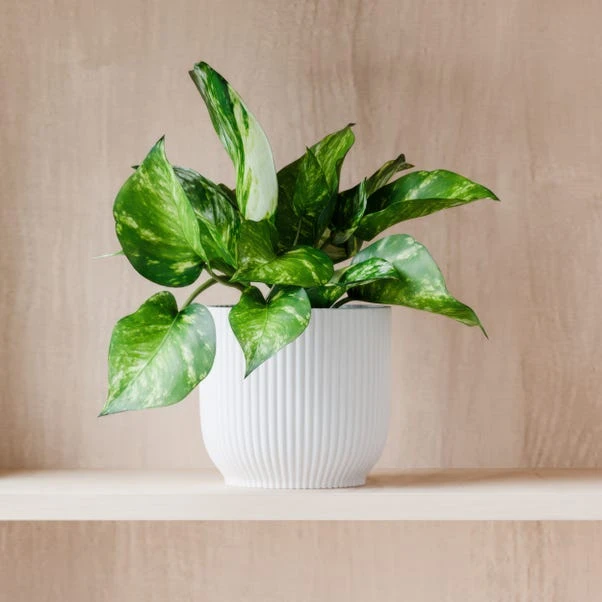 Marble Queen Pothos House Plant In Elho Pot 7 Marble Queen Pothos House Plant In Elho Pot - Image 5