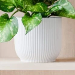 Marble Queen Pothos House Plant In Elho Pot 24 Marble Queen Pothos House Plant In Elho Pot -Home Luxe Studio 30963704 alt02
