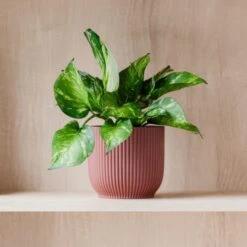 Marble Queen Pothos House Plant In Elho Pot 30 Marble Queen Pothos House Plant In Elho Pot -Home Luxe Studio 30963706