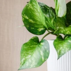 Marble Queen Pothos House Plant In Elho Pot 31 Marble Queen Pothos House Plant In Elho Pot -Home Luxe Studio 30963706 alt01