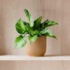 Marble Queen Pothos House Plant In Elho Pot -Home Luxe Studio 30963707