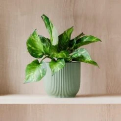 Marble Queen Pothos House Plant In Elho Pot 26 Marble Queen Pothos House Plant In Elho Pot -Home Luxe Studio 30963708