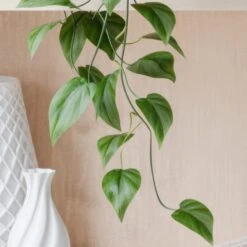 Trailing Philodendron Scandens House Plant In Elho Pot 31 Trailing Philodendron Scandens House Plant In Elho Pot -Home Luxe Studio 30963728 alt01