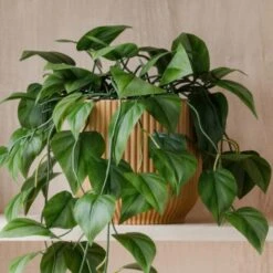 Trailing Philodendron Scandens House Plant In Elho Pot 28 Trailing Philodendron Scandens House Plant In Elho Pot -Home Luxe Studio 30963729 alt02