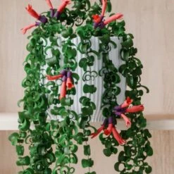 Trailing Aeschynanthus Rasta House Plant In Elho Pot -Home Luxe Studio 30963731 alt02