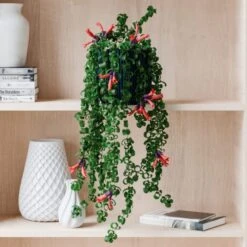 Trailing Aeschynanthus Rasta House Plant In Elho Pot -Home Luxe Studio 30963732