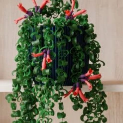 Trailing Aeschynanthus Rasta House Plant In Elho Pot -Home Luxe Studio 30963732 alt02