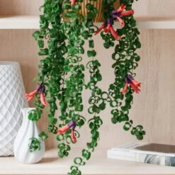 Trailing Aeschynanthus Rasta House Plant In Elho Pot -Home Luxe Studio 30963733 alt01