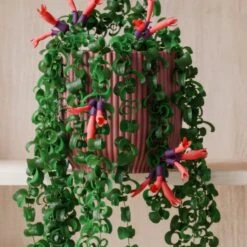 Trailing Aeschynanthus Rasta House Plant In Elho Pot -Home Luxe Studio 30963733 alt02