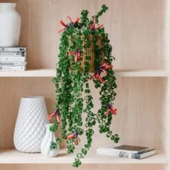 Trailing Aeschynanthus Rasta House Plant In Elho Pot -Home Luxe Studio 30963734