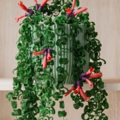 Trailing Aeschynanthus Rasta House Plant In Elho Pot -Home Luxe Studio 30963735 alt02