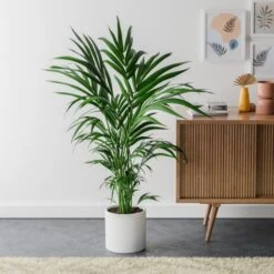 Kentia Palm House Plant In Capri Pot -Home Luxe Studio 30963853