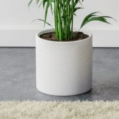 Kentia Palm House Plant In Capri Pot -Home Luxe Studio 30963853 alt02