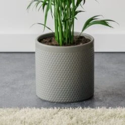 Kentia Palm House Plant In Capri Pot -Home Luxe Studio 30963854 alt02
